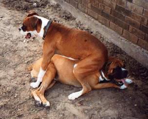 dogshumping.jpg