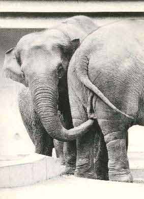 elephants.jpg