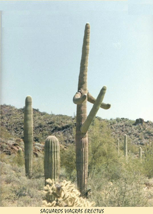 hornycactus.jpg