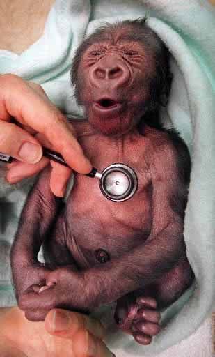 monkey.jpg