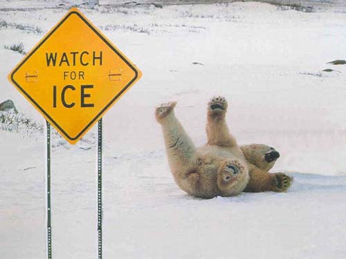 polarbear.jpg