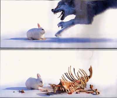 rabbitandwolf.jpg