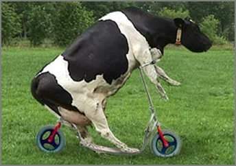 stupidcow.jpg
